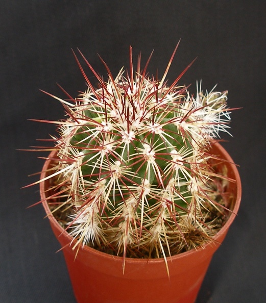 Echinocereus_viridiflorus.JPG