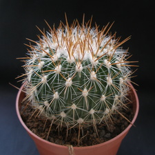 Echinofos  albatus