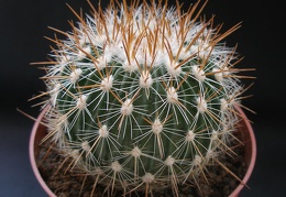 Echinofos  albatus