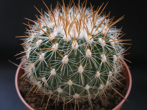 Echinofos  albatus