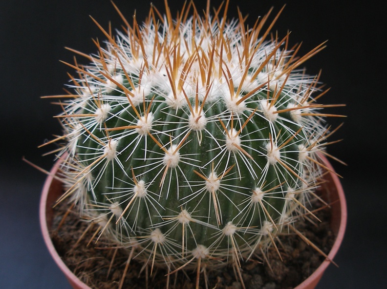Echinofos  albatus