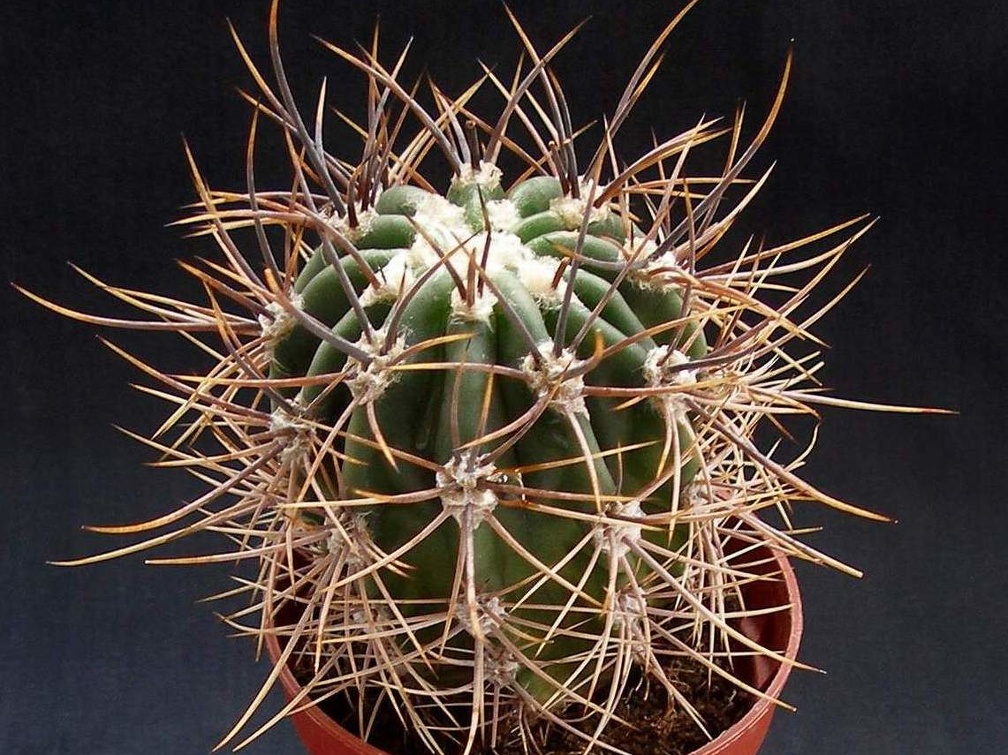 Echinopsis leucantha