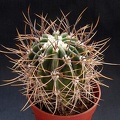 Echinopsis leucantha