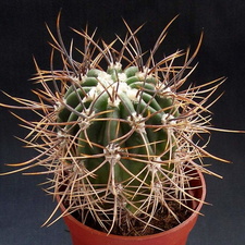Echinopsis leucantha