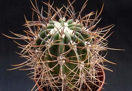 Echinopsis leucantha