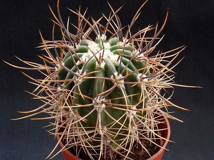 Echinopsis leucantha