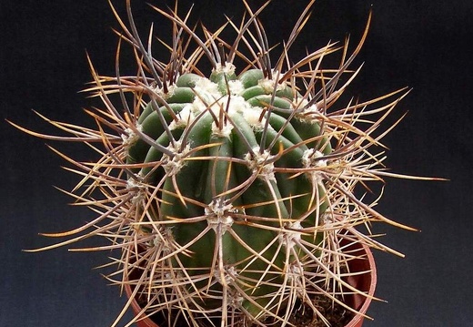 Echinopsis leucantha