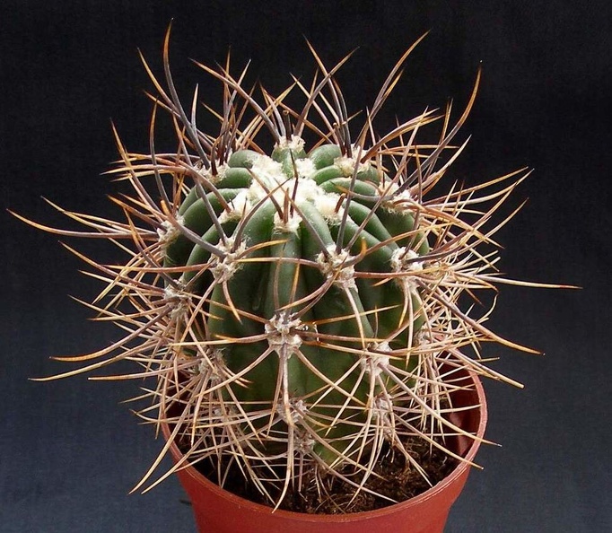 Echinopsis_leucantha.JPG
