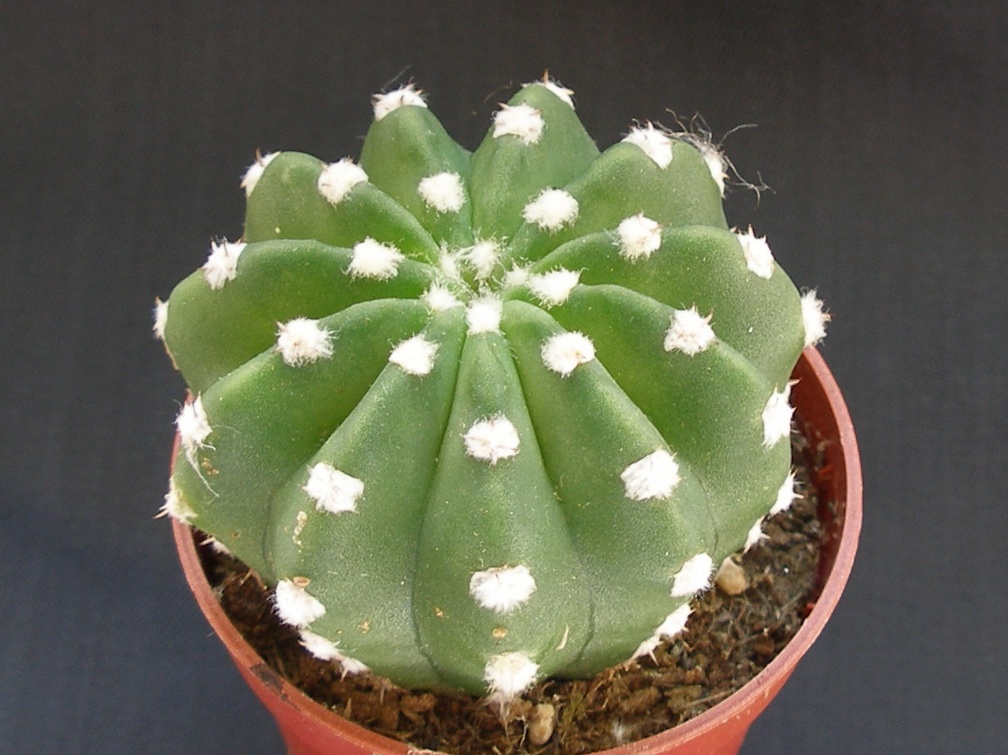 Echinopsis subdenudata