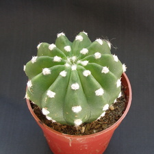 Echinopsis subdenudata
