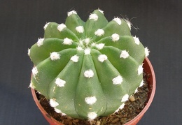 Echinopsis subdenudata