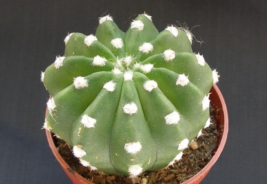 Echinopsis subdenudata