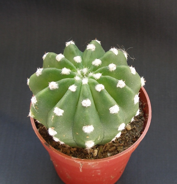 Echinopsis_subdenudata.JPG