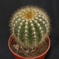 Eriocactus daviceps