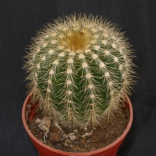 Eriocactus daviceps