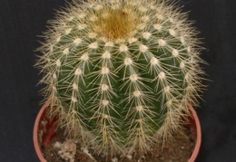 Eriocactus daviceps