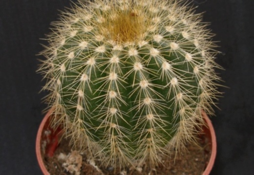 Eriocactus daviceps