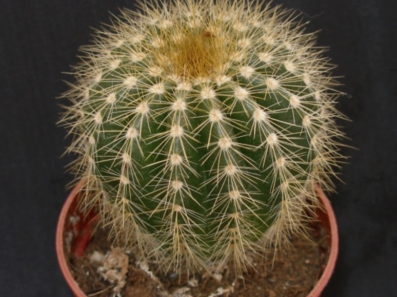 Eriocactus daviceps