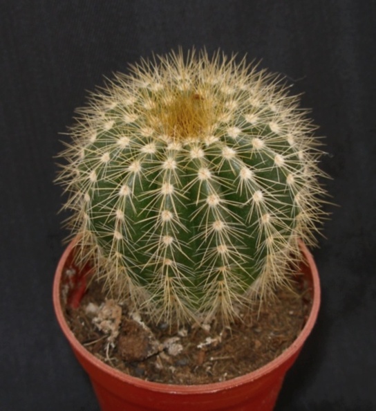 Eriocactus_daviceps.JPG