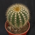 Eriocactus_daviceps.JPG