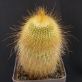 Eriocactus leninghausii