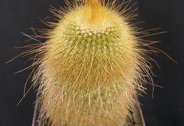Eriocactus leninghausii