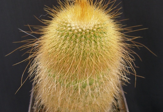 Eriocactus leninghausii