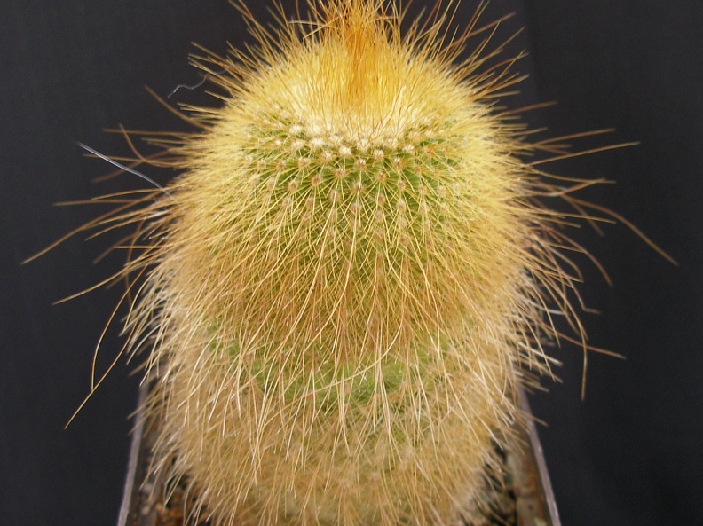 Eriocactus leninghausii