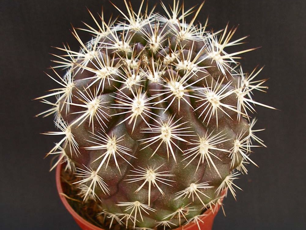 Eriosyce  Neoporteria  subgibbosa