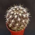 Eriosyce  Neoporteria  subgibbosa