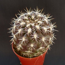 Eriosyce  Neoporteria  subgibbosa