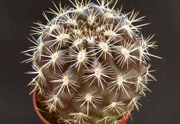 Eriosyce  Neoporteria  subgibbosa