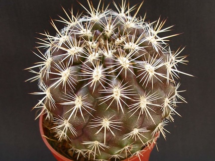 Eriosyce  Neoporteria  subgibbosa