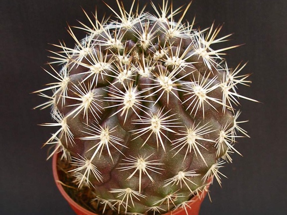 Eriosyce  Neoporteria  subgibbosa