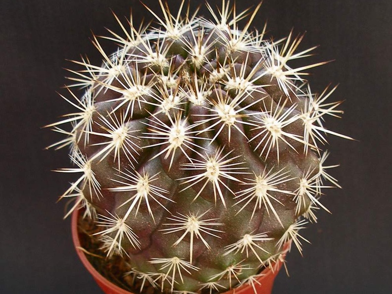 Eriosyce  Neoporteria  subgibbosa