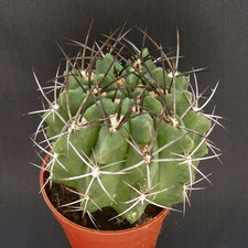 Eriosyce taltalensis v  paucicostata  Neochilenia paucicostata v  viridis