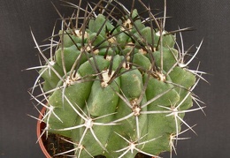 Eriosyce taltalensis v  paucicostata  Neochilenia paucicostata v  viridis
