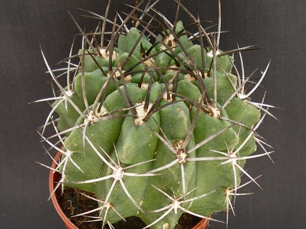 Eriosyce taltalensis v  paucicostata  Neochilenia paucicostata v  viridis