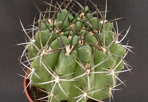 Eriosyce taltalensis v  paucicostata  Neochilenia paucicostata v  viridis
