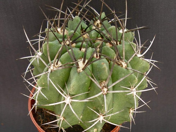 Eriosyce taltalensis v  paucicostata  Neochilenia paucicostata v  viridis