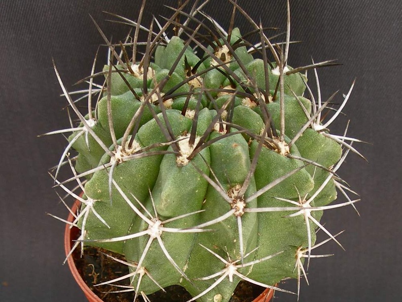 Eriosyce taltalensis v  paucicostata  Neochilenia paucicostata v  viridis