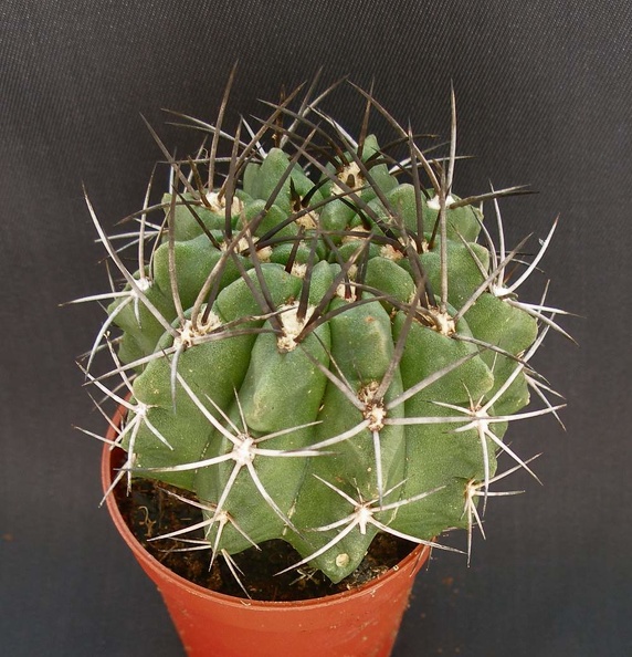 Eriosyce_taltalensis_v__paucicostata__Neochilenia_paucicostata_v__viridis.JPG