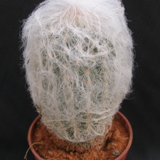 Espostoa lanata