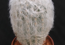Espostoa lanata
