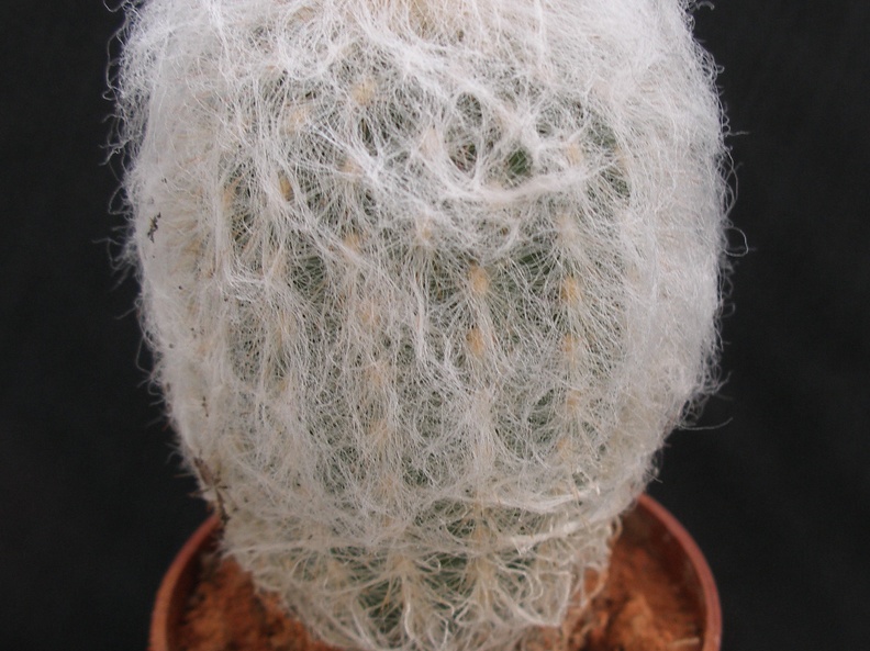 Espostoa lanata