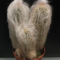 Espostoa nana