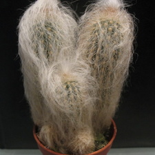 Espostoa nana