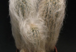 Espostoa nana