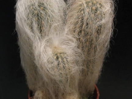 Espostoa nana