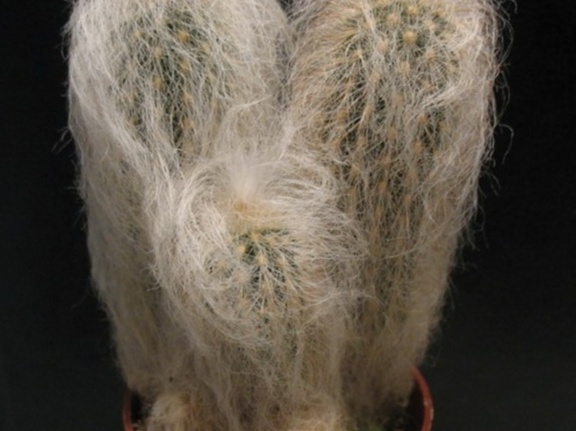 Espostoa nana